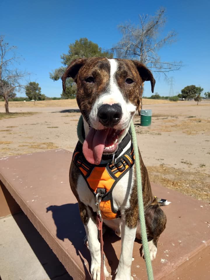 Adopt a friend: Pumba